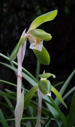Cymbidium goeringii