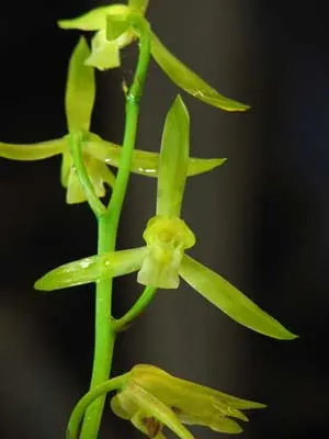 Cymbidium sinense var. alba