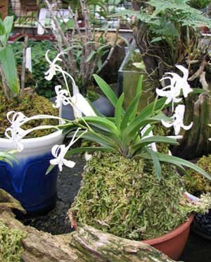 Darwinara Rainbow Stars