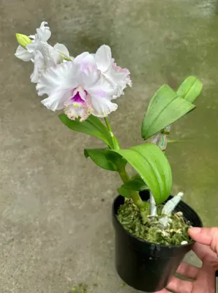 Dendrobium Anucha Flare