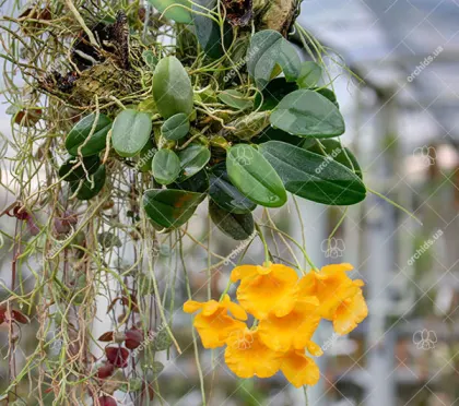 Dendrobium jenkinsii