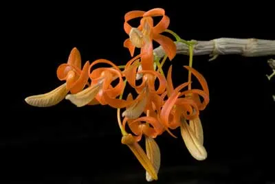 Dendrobium unicum