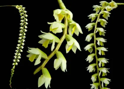 Dendrochilum cobbianum