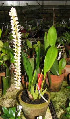 Dendrochilum glumaceum
