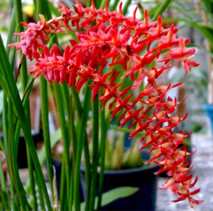 Dendrochilum wenzelii