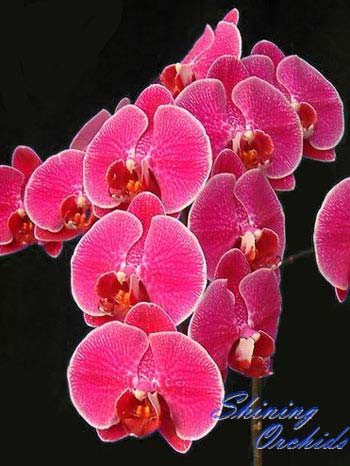 Doritaenopsis Leopard Prince