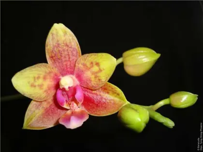 Doritaenopsis Tying Shing Phoenix