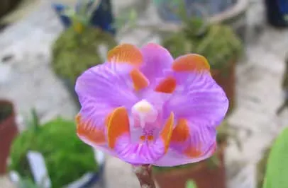 Doritis pulcherrima aquinii