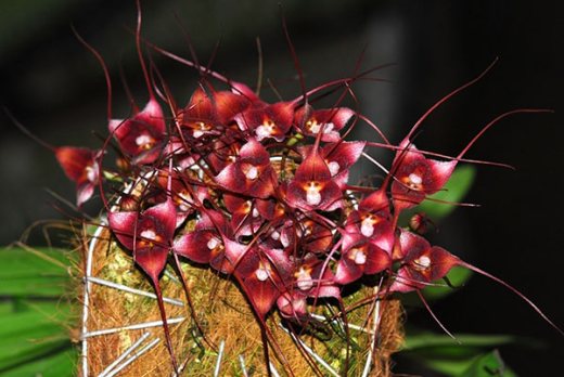 Dracula hirsuta red
