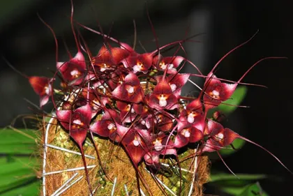 Dracula hirsuta red