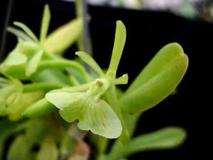 Epidendrum bennettii