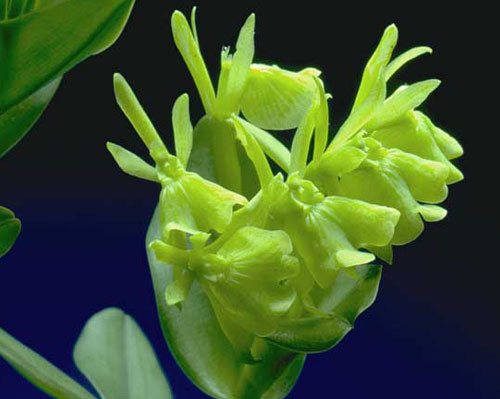 Epidendrum difforme