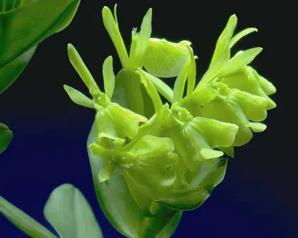 Epidendrum difforme