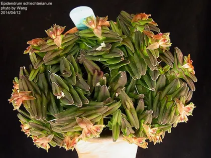 Epidendrum schlechterianum
