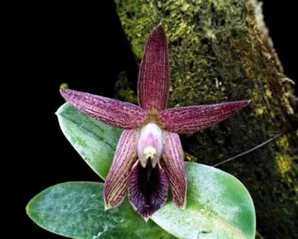 Epidendrum sophronitis