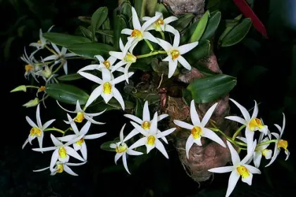 Epigeneium stella-silvae