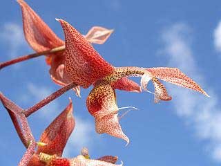 Gongora atropurpurea