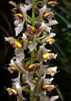 Gongora ecornuta