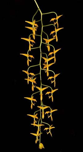 Gongora gratulabunda