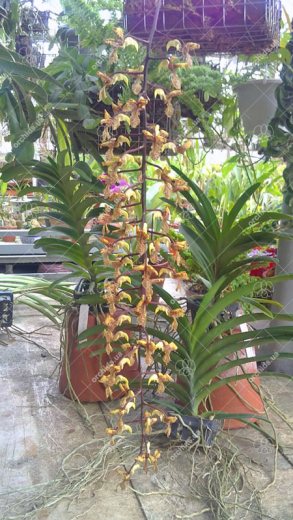 Gongora quinquenervis