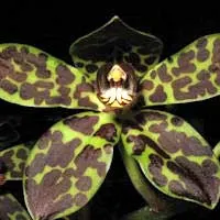 Grammatophyllum Green