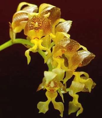 Grobya amherstiae