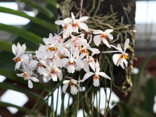 Holcoglossum wangii