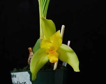 Ida ciliata x Lycaste macrobulbon