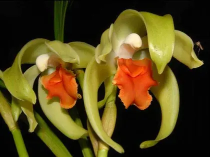 Ida cinnabarina