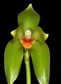 Ida costata