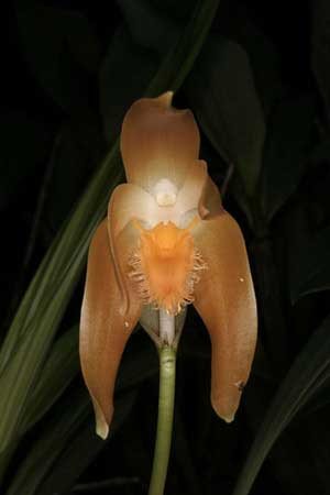 Ida fulvescens