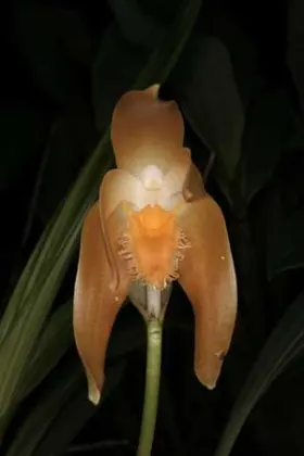 Ida fulvescens