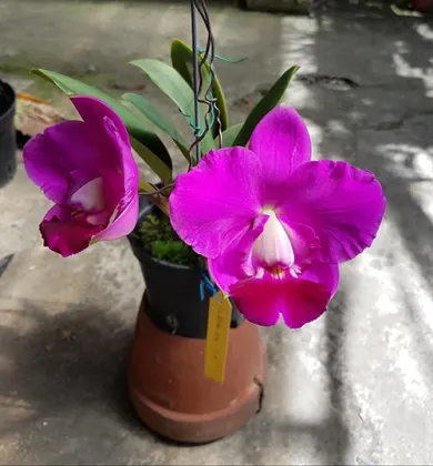 Laeliocattleya Aloha Case 'Ching Hua' (Lc. Mini Purple x C.walkeriana)