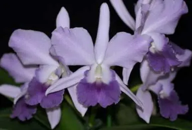 Laeliocattleya Azul Madoka 'Hsinying Blue Star'