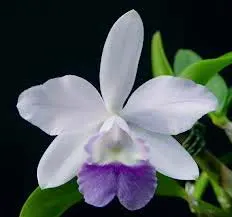 Laeliocattleya Cariad's Mini Quinee