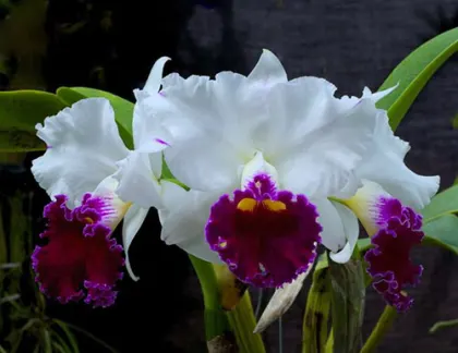 Laeliocattleya Chyong Guu Swan 'Ruby Lip'