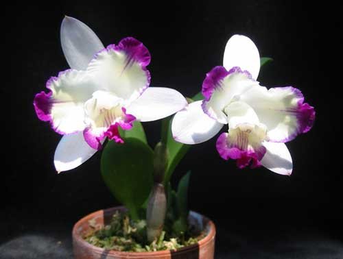 Laeliocattleya Hwa Yuan Angel 'Little Beauty'