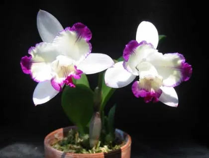 Laeliocattleya Hwa Yuan Angel 'Little Beauty'