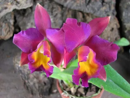 Laeliocattleya Little Irene x Potinara Thiti