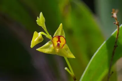 Lepanthes juninensis