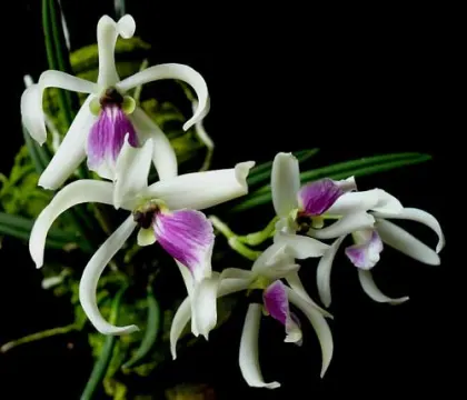 Leptotes bicolor