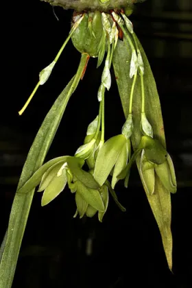 Lycaste dyeriana