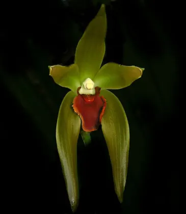 Lycaste longipetala
