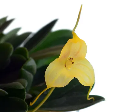 Masdevallia asterotricha