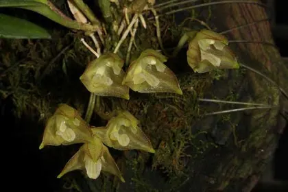 Masdevallia campyloglossa