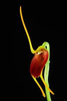 Masdevallia cardiantha