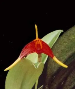 Masdevallia carpishica