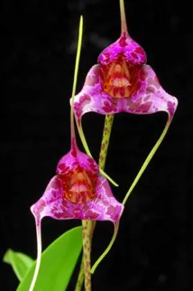 Masdevallia chaparensis