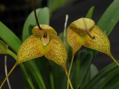 Masdevallia instar