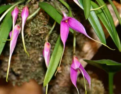 Masdevallia lamprotyria
